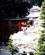 春の鹽竈神社