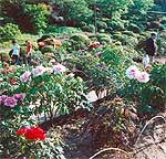 千古の歴史・花の競艶
　 金蛇水神社「牡丹園」